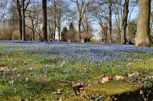Scilla   005.jpg